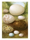 Eggs Giclee Print by  English