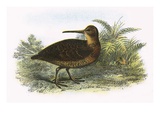Woodcock Giclee Print by  English