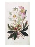 Christmas Rose: from 'Medical Botany', Published by John Churchill, March 1827 (Coloured Engraving) Giclee Print by William Clark