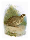 Quail Giclee Print by  English