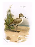 Dunlin Giclee Print by  English