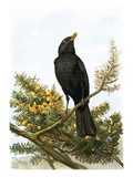 Blackbird Giclee Print by  English