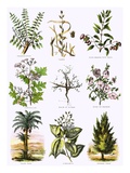 Biblical Natural History Giclee Print by  English