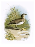 Sandpiper Giclee Print by  English