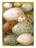 Œufs Reproduction procédé giclée par  English