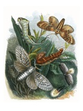 The Butterfly Vivarium Giclee Print by  English