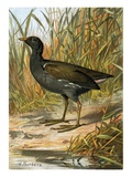 Moorhen Giclee Print by  English