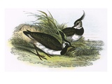 Vanneaux Reproduction procédé giclée par  English