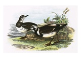 Turnstone Giclee Print by  English