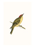 Ruby Crowned Kinglet,  from 'A History of the Birds of Europe Not Observed in the British Isles' Giclee Print by  English