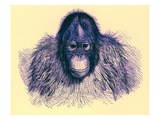 Head of Orang, Illustration from 'The Royal Natural History', Published 1896 Giclee Print by  English
