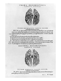 Vascular System of the Brain Giclée-Druck von Andreas Vesalius