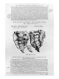 Vertebrae, Cocyx (B/W Print) Giclée-Druck von Andreas Vesalius