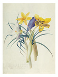 Study of Four Species of Crocus Giclee Print by Georg Dionysius Ehret