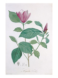 Magnolia Discolor, Engraved by Legrand (Colour Litho) Giclee Print by Henri Joseph Redoute