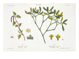 Birch (Left) and Mistletoe (Right), Fig. 9 and 10 from 'The Young Landsman', Published Vienna, 1845 Giclee Print by Matthias Trentsensky