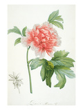 Peony, 1799 (Colour Stipple Print) Giclee Print by Pierre Joseph Redoute