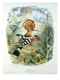 Hoopoe (Upupa Epops) (Colour Litho) Lámina giclée por Edouard Travies Hoopoe (Upupa Epops) (Colour Litho) Lámina giclée por Edouard Travies