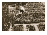 The Prisoners' Gardens, Dorchester, Illustration from 'German Prisoners in Great Britain' Giclee Print by  English Photographer