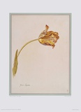 Gran Jupiter Collectable Print by Jakob Huysum
