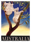 Australia Koala c.1956 Prints by Eileen Mayo
