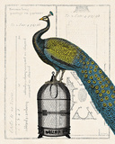 Peacock Birdcage II Prints by Sue Schlabach