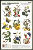 Insect Metamorphosis Educational Science Chart Poster Posters