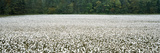Cotton Crop Madison County TN Photographic Print by Panoramic Images 