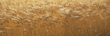 Spring Wheat Photographie par Panoramic Images 