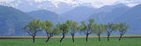 Trees in a Field with Mountain Range in the Background, Pyrenees, Spain Photographic Print by Panoramic Images 