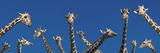 Curious Giraffes (Concept) Kenya Africa Photographic Print by Panoramic Images 