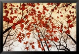 Bare Branches and Red Maple Leaves Posters