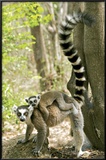 Ring Tailed Lemur Posters