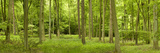 Spring in Thetford Forest, Norfolk, England Photographic Print by Panoramic Images 
