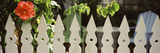 White Picket Fence and Red Hibiscus Flower Along Whitehead Street, Key West, Monroe County, Flor... Photographic Print by Panoramic Images 