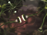 Microscopic Image of Brain Neurons Photographic Print by Panoramic Images 
