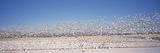 Flock of Snow Geese Flying, Bosque Del Apache National Wildlife Reserve, Socorro County, New Mex... Photographic Print by Panoramic Images 