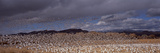 Flock of Snow Geese (Chen Caerulescens) Flying, Bosque Del Apache National Wildlife Reserve, Soc... Photographic Print by Panoramic Images 