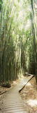 Trail in a Bamboo Forest, Hana Coast, Maui, Hawaii, USA Photographic Print by Panoramic Images 