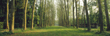 Trees Versailles France Photographic Print by Panoramic Images 