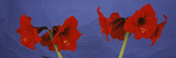 Close-Up of Amaryllis Flowers Photographic Print by Panoramic Images 
