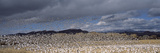 Flock of Snow Geese Flying, Bosque Del Apache National Wildlife Reserve, Socorro County, New Mex... Photographic Print by Panoramic Images 