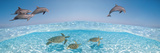 Bottlenose Dolphin Jumping While Turtles Swimming under Water Photographic Print by Panoramic Images 