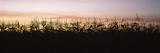 Crop in a Field, Gilroy, Santa Clara County, California, USA Photographic Print by Panoramic Images 