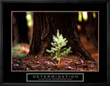 Détermination - Petit Pin Affiches