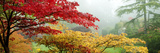 Trees in a Garden, Butchart Gardens, Victoria, Vancouver Island, British Columbia, Canada Fotografie-Druck von Panoramic Images 