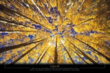 Grow - Trees Posters Grow - Trees Posters