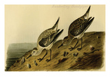 Sanderling Sandpiper Posters by John James Audubon