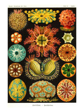Ascidiae Posters by Ernst Haeckel