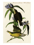Connecticut Warbler Posters by John James Audubon